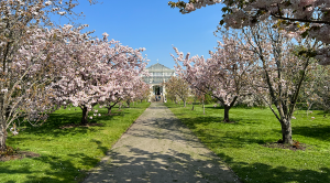 Blossom in Kew Gardens